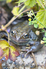 Close Up of a Common English Frog in Pond 