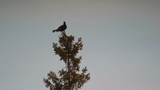 Silhouette of black grouse (tetrao tetrix) sitting on the top of a tree.