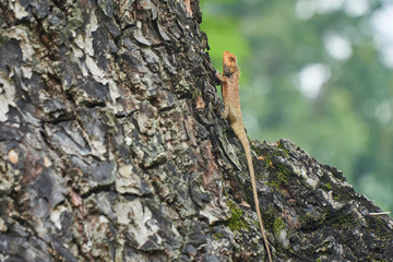 A yellow tree lizard resting on the tree Hue, vietnam. With copy space.
