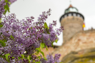 Lilac flower by Nuremberg castle
