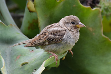 Young sparrow perched on a green leaf