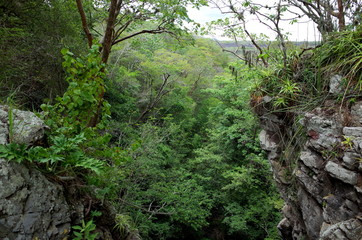 Inside the cloud forest in the Reserva Natural Miraflor, a popular tourist destination near Esteli in the northern mountains of Nicaragua