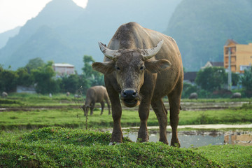 A portrait of a water buffalo on a rice field in Phong Nha, Vietnam. With other buffalos in the background.