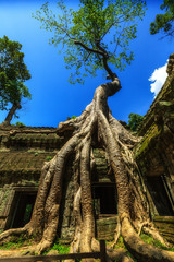 Ta Prohm 3