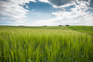 Obraz na płótnie Canvas Green field Slovakia