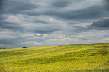 Yellow field clouds
