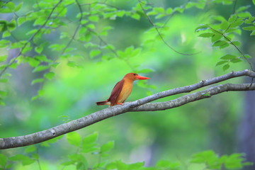 Ruddy kingfisher (Halcyon coromanda) in Japan