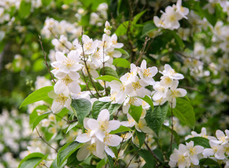 Obraz na płótnie Canvas jasmine bush flowers