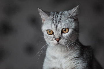 Obraz premium Gray cat with yellow eyes