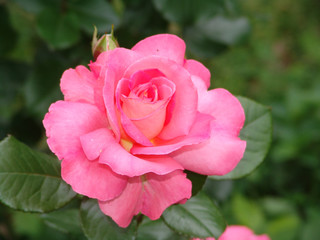 beauty, nature, rose, beautiful, blossom, garden, flower, plant, summer, bloom, color, petal, background, natural, fresh, red, flora, floral, closeup, spring, bouquet, valentine, green, texture, pink,