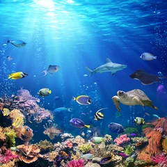 Peel and stick wall murals Bathroom Underwater Scene With Coral Reef And Tropical Fish  