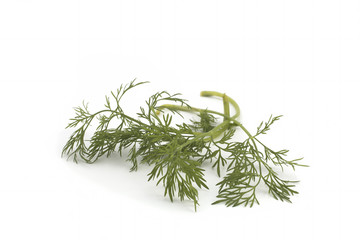 Close up shot of branch of fresh green dill herb leaves isolated on white background