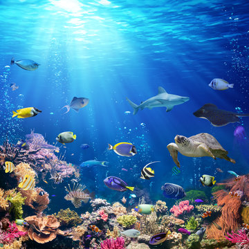 Fototapeta Podwodna Scena Z Rafy Koralowej I Tropikalna Ryba