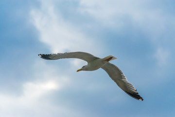 A large gull hovers above the Adriatic Sea in Montenegro.