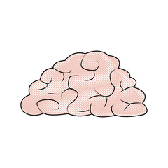 human brain organ health memory anatomy vector illustration
