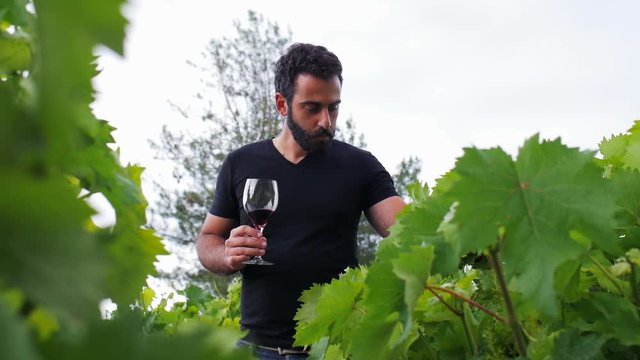 A young winemaker go through his winery, inspect the leaves and drink his red wine