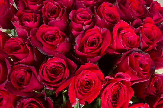 Scarlet rose photo for background