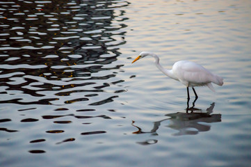 Great Egret in the lake