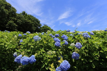 かざはやの里　紫陽花