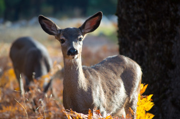 Deer close-up at Yosemite