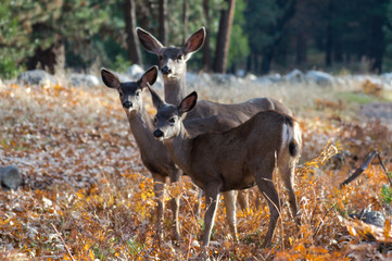Deer at Yosemite
