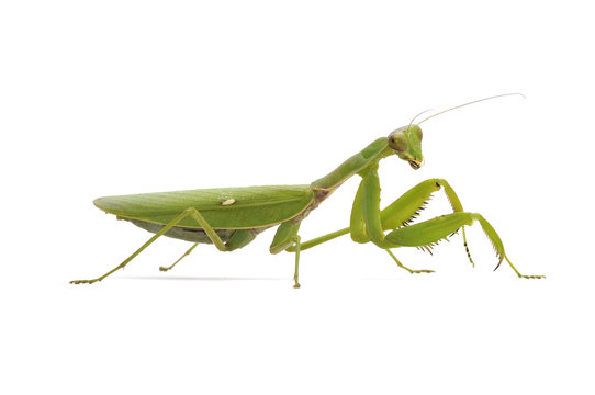 カマキリ鎌」の写真素材 | 818件の無料イラスト画像 | Adobe Stock