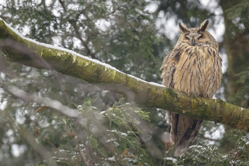 Long eared owl (Asio otus) perched in a tree