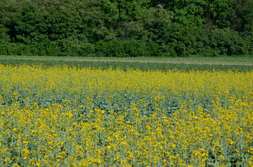 Rape Brassica napus plant field. Agricultural background