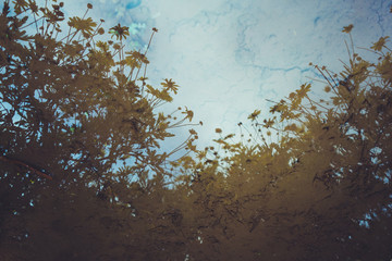 reflection of flowers and sky in the water