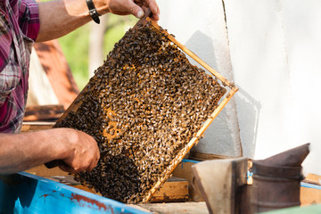 Man engage apiculture