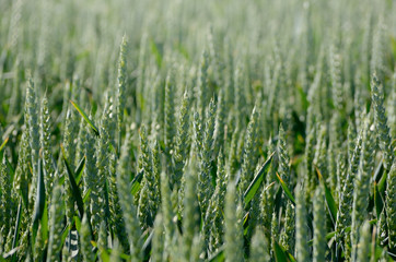 Rye field. Agricultural background