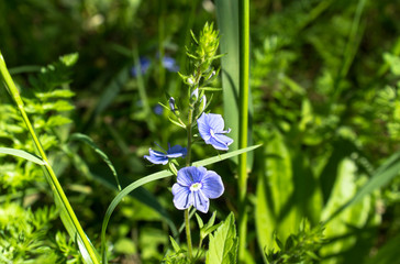 germander speedwell close up