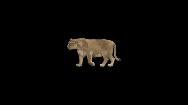 Lion slowly walking across the frame on black screen, real shot, isolated on alpha channel premultiplied with black and white luminance matte, perfect for digital composition, cinema, 3d mapping