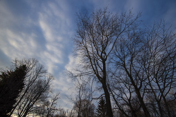 Bare Winter Trees Silhouetted Against a Cloudy Sky