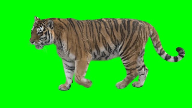 Tiger slowly walking seamlessly looped on green screen, real shot, isolated on chroma key, perfect for digital composition, cinema, 3d mapping