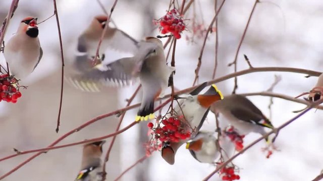 Cedar Waxwing, birds
