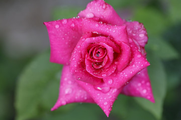Wet Rose Macro