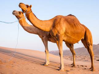 Camels  in the liwa desert