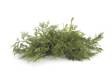 Close up shot of branch of fresh green dill herb leaves isolated on white background