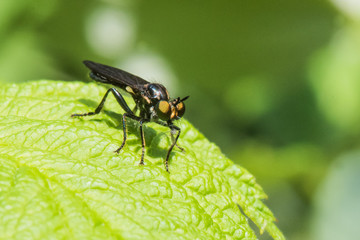 Black Fly