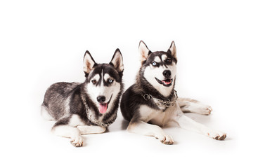 Two brothers huskies