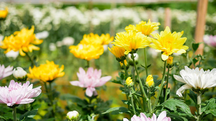 Closeup chrysanthemum flower