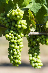 Grapes growing in the vineyard.