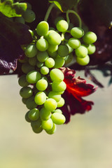 Grapes growing in the vineyard.