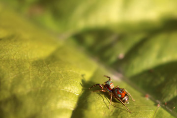 The little colorful spiders collection. 
