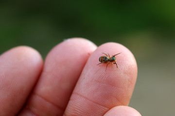 The little colorful spiders collection. 