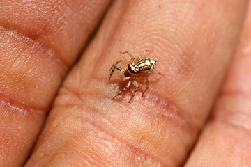 The little colorful spiders collection. 