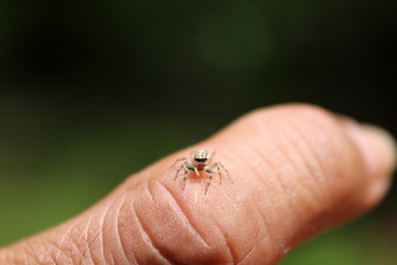 The little colorful spiders collection. 