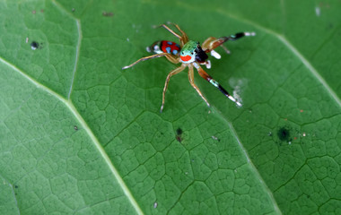 The little colorful spiders collection. 