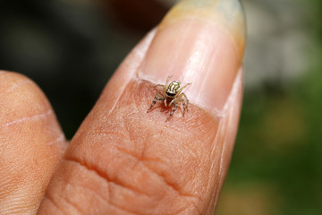 The little colorful spiders collection. 
